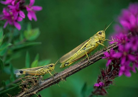 Caelifera, field locusts, grasshoppers, short-feeler scare, mecostethus grossus, stethophyma