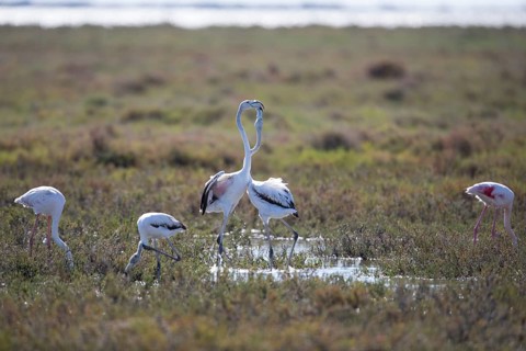Greater Flamingo (Phoenicopterus roseus), marshland near the Rhône delta, Provence, Camargue,
