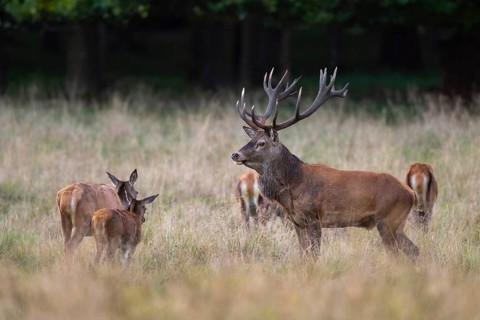 Red deer (Cervus elaphus) in rut, Klamptenborg, Copenhagen, Denmark