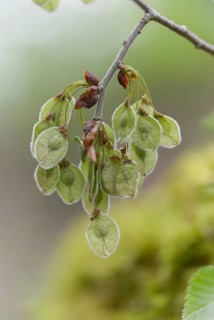 Mountain elm, ulmaceae, elm family, elm glabra, bellicose, wych elm, flora, fruit, high size,