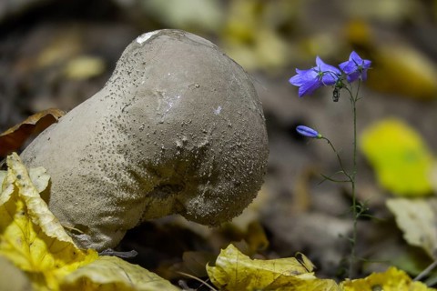 Sacred spore dust, calvatia excipuliformis, large dust, lycoperdone excipuliform, sackbovist,