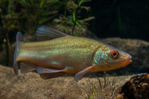 Schleie, Tench, Tinca Tinca, Doctor Fish, Fishes, Pisces