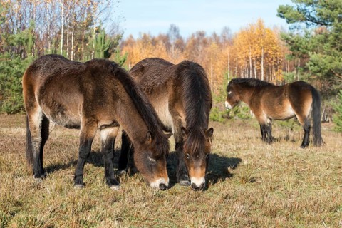 Equus ferus caballus, exmoor pony, Germany, Greiz, horse, odd-toed ungulates, perissodactyla,