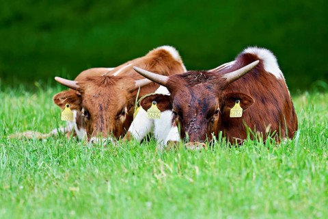Two Texas Longhorn cattle sitting in a meadow, Meienberg, Aargau Canton, Switzerland