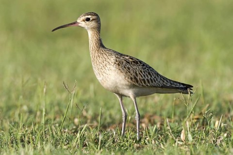 Little Curlew (Numenius minutus), Western Australia, Australia