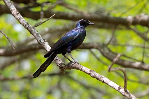 Southern Glossy Starling (Lamprotornis australis), adult, perched on a perch, in a tree, alert,