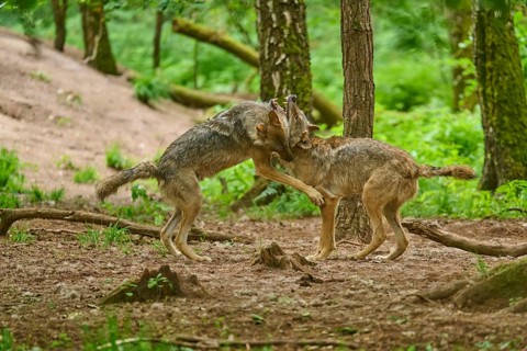 Two wolves fighting in the middle of a green forest, wolf (Canis lupus), Germany