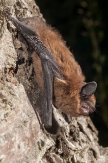 Nathusius pipistrelle, Pipistrellus nathusii, roughskin bat, bats, chiroptera, bats, high size,