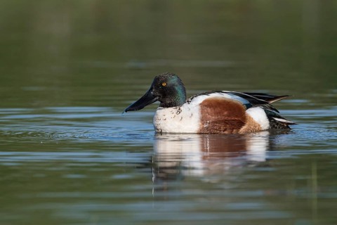 Animals, birds, ducks, shovellers, male swimming on the water, side view, (Anas clypeata)