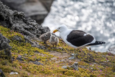 Dominican Gull (Larus dominicanus) with two chicks on the coast, Eastern Cape, South Africa
