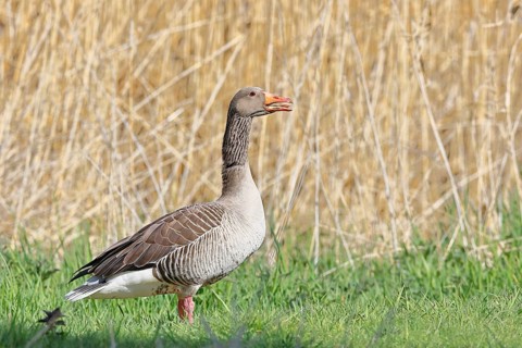 Greylag geese (Anser anser) on a bog, Dümmer, Lake Dümmer, Ochsenmoor, Hüde, Lower Saxony, Germany