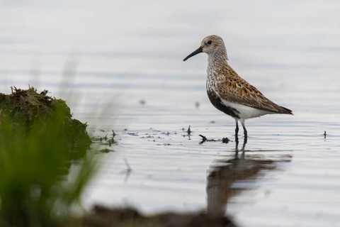 Alpine sandpipers, Calidris alpina, Dunlin, birds, breeding plumage, charadriiformes, limikolen,
