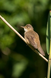 Acrocephalus scirpaceus, reed warbler, birds, high size, portrait format, passeri, songbirds,
