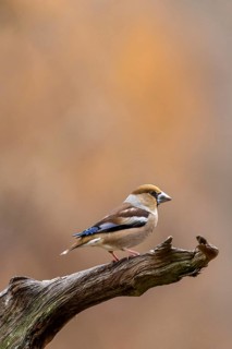 A cardinal perches on a branch against a soft, brown background, a hawfinch (Coccothraustes