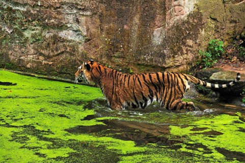 Siberian tiger (Panthera tigris altaica) in a moat with common duckweed (Lemna minor), Nuremberg