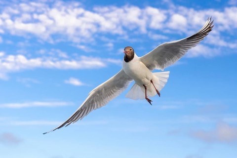 Black-headed Black-headed Gull (Chroicocephalus ridibundus) in flight, Den Helder, Texel,