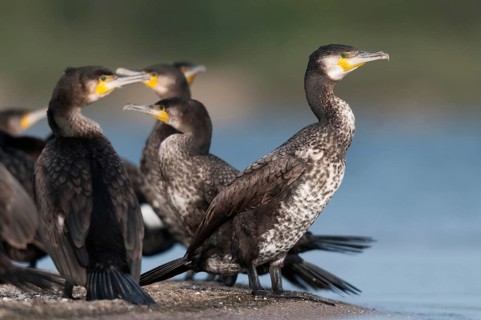 Black shag, cormorant, phalacrocorax carbo, birds, immaturus, not sexually mature, pelecaniformes,