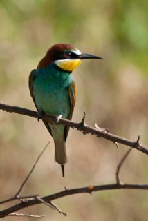 Bee-eaters, bee-eaters, coraciiformes, merops apiasters, birds, Bulgaria, high size, portrait