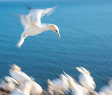 Northern Gannet (Morus bassanus) (syn. Sula bassana) with outstretched wings, head held forward as