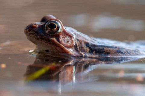 Common frog, common frog, rana temporaria, amphibians, amphibians, frog, frogs, spring, amphibians,