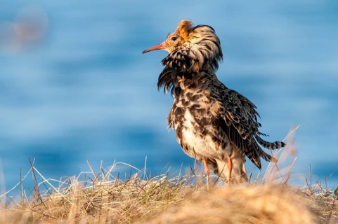 Calidris Pugnax, fighter runner, Norway, Philomachus Pugnax, ruff, varanger, courtship, courtship