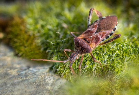 American pine bug, American cone bug, heteroptera, Leptoglossus occidentalis, neobiota, insects,