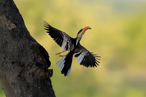 Red-ringed Hornbill (Tockus leucomelas), Southern Yellow-billed Hornbill, adult, male, at a