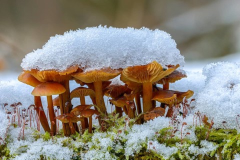 Enoki, Flammulina Velutipes, Common Velvet Foot, Velvet Foot, Winter Mushrooms, Fungus, Futu, Ice,