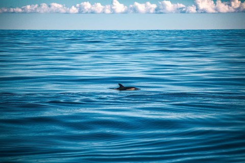 A dolphin swims in the vastness of the blue ocean beneath a cloudy sky, a short-beaked common
