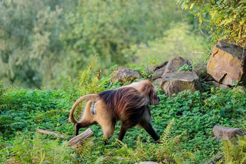 A male Gelada (Theropithecus gelada) walks across a green meadow passing rocks and rotten tree