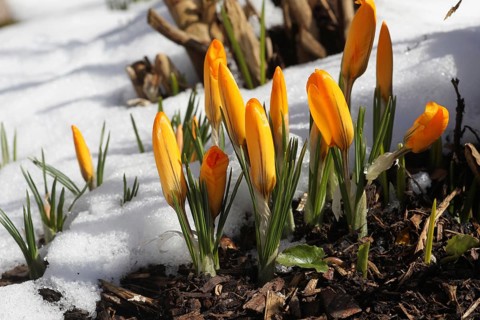 Crocus (Crocus) with thawing snow in the garden, Allgäu, Bavaria, Germany