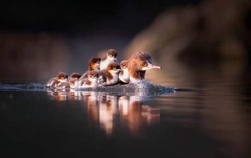 Goosander (Mergus merganser), mother with chick on her back, Zurich, Switzerland