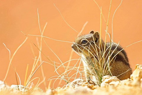 Animals, Mammals, Squirrels, Golden-mantled Ground Squirrel, Goldmantle Ground Squirrel, Utah, USA,