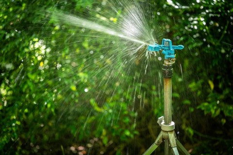 A sprinkler irrigates wet-shining plants, sunlight, Chelsea Physic Garden, historic botanical