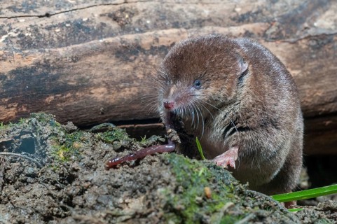 Common shrew, earthworm, insectivora, insectivora, lumbricidae, sorex araneus, forest shrew, prey,