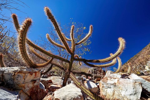 Cacti with long, spiny arms beneath a clear blue sky in a rocky desert landscape, cacti of the