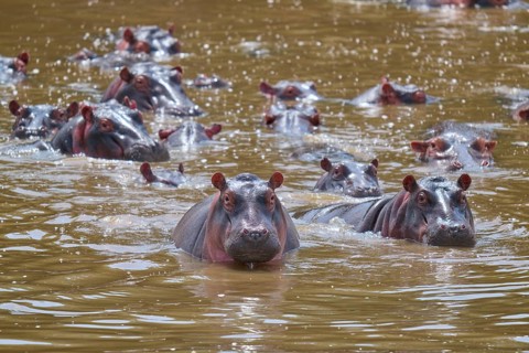 Several hippos are swimming close together in the brown, murky water, hippo (Hippopotamus