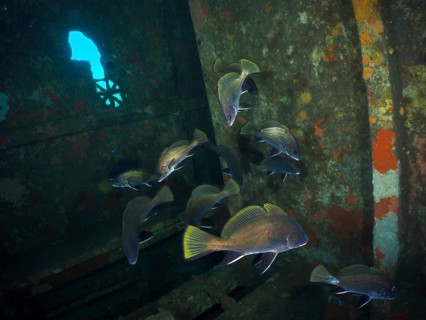 A group of sea crows (Sciaena umbra) swim amidst the dark surroundings of a rusty shipwreck, at the