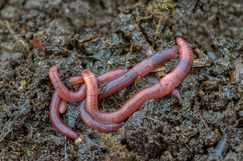 Annelida, clitellata, earthworm, shingles, lumbricidae, oligochaeta, annelids, few bristles,