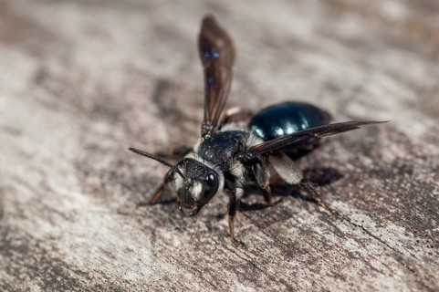 Andrena agilissima, apidae, bees, blue iridescent earth bee, blue iridescent sand bee, blue-black