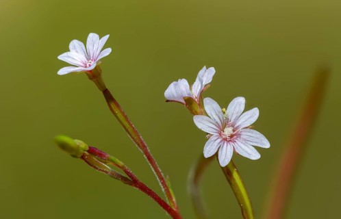 Epilobium brachycarpum, short-fruited willowherb, flora, panicled willowherb, plants, tall annual
