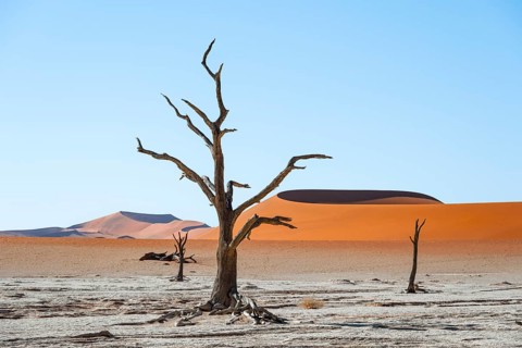 Dead camel thorn trees (Vachellia erioloba), red sand dunes, white salt pan, Dead Vlei, Sossusvlei,