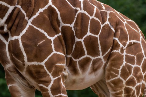 Markings of a reticulated giraffe (Giraffa reticulata), Nuremberg Zoo, Middle Franconia, Bavaria,