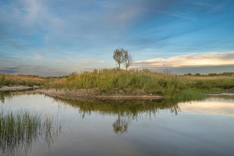A tree can be seen on a small island in the middle of a body of water. The surrounding area is