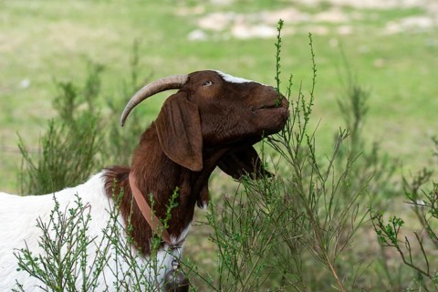 Artiodactyla, Boer goat, Capra aegagrus hircus sspec.1, even-toed ungulate, cloven-hoofed,