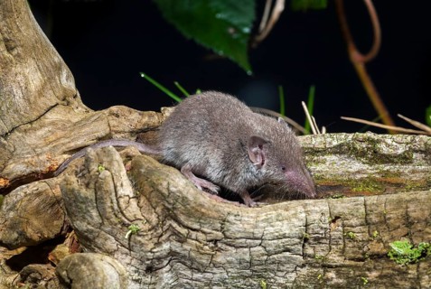Crocidura Russula, Greater White-Toothed Shrew, House Shrew, Insectivora, Insectivora, Adolescent,