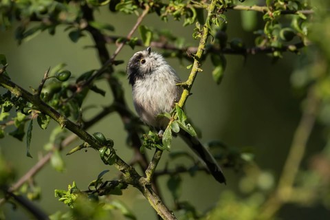 Long tailed tit (Aegithalos caudatus) adult bird on a tree branch in a hedgerow, England, United