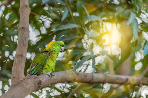 Colorful yellow-naped parrot perched on a branch. The yellow-naped Amazon (Amazona auropalliata) is