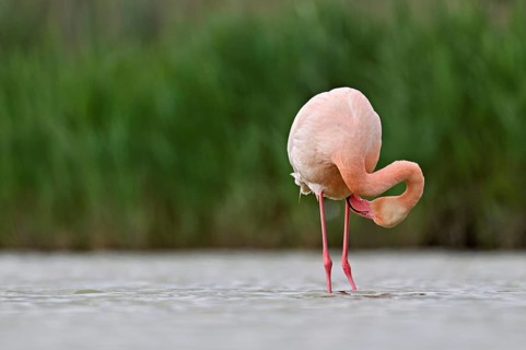 Pink flamingo (Phoenicopterus roseus), standing in the water preening its plumage, Camargue