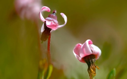 Ericaceae, common cranberry, heather family, cranberry, vaccinium oxycoccos, bog cranberry, flora,